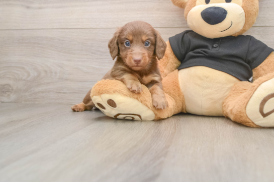 Cute Dachshund Baby