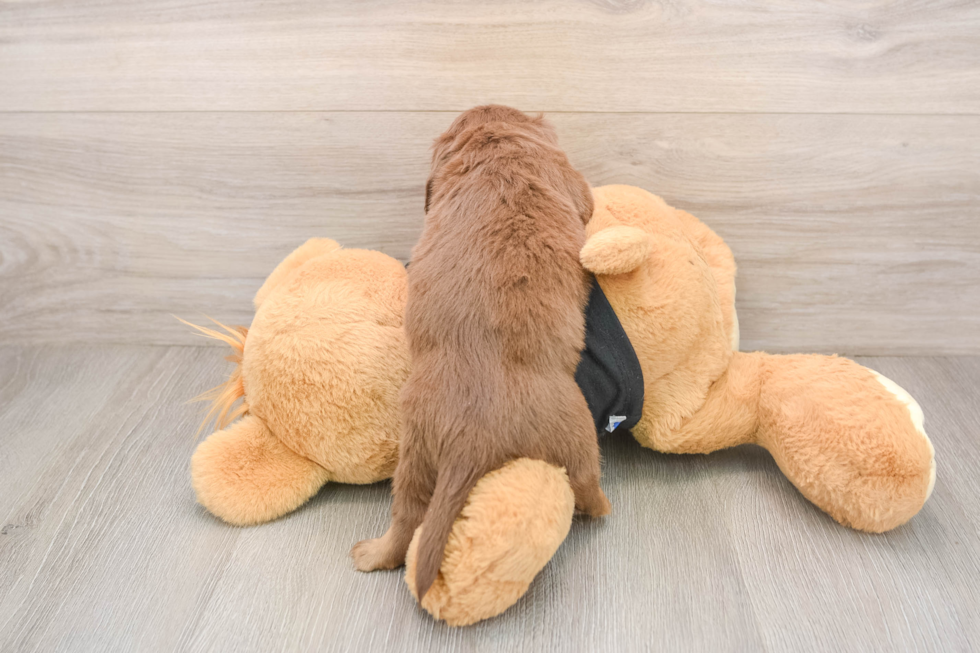 Dachshund Pup Being Cute