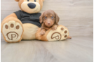 Cute Dachshund Baby