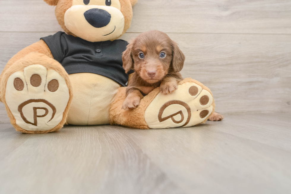 Cute Dachshund Baby