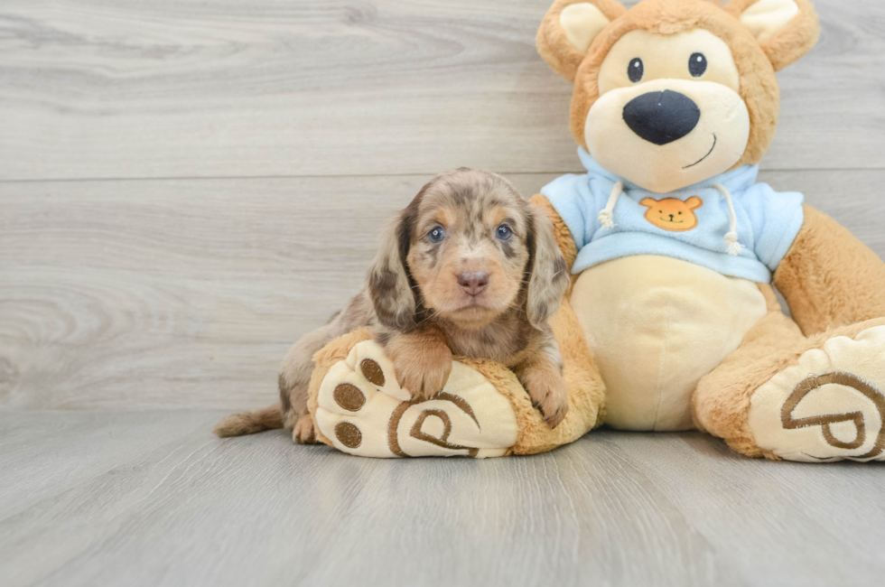 5 week old Dachshund Puppy For Sale - Seaside Pups
