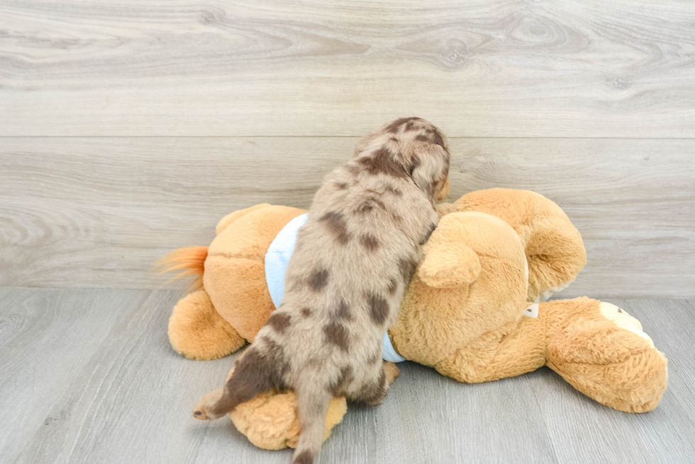 Cute Dachshund Purebred Pup