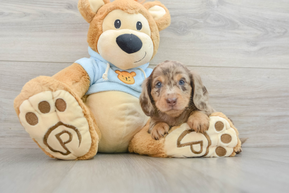 Cute Doxie Purebred Puppy