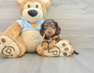 7 week old Dachshund Puppy For Sale - Seaside Pups