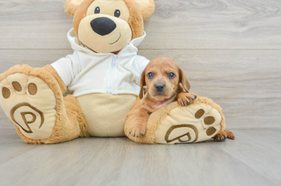 5 week old Dachshund Puppy For Sale - Seaside Pups