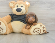 5 week old Dachshund Puppy For Sale - Seaside Pups