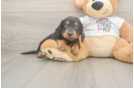 Dachshund Pup Being Cute