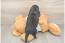 Dachshund Puppy for Adoption