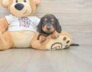 5 week old Dachshund Puppy For Sale - Seaside Pups