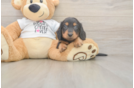Cute Dachshund Purebred Pup