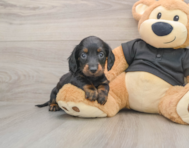 6 week old Dachshund Puppy For Sale - Seaside Pups