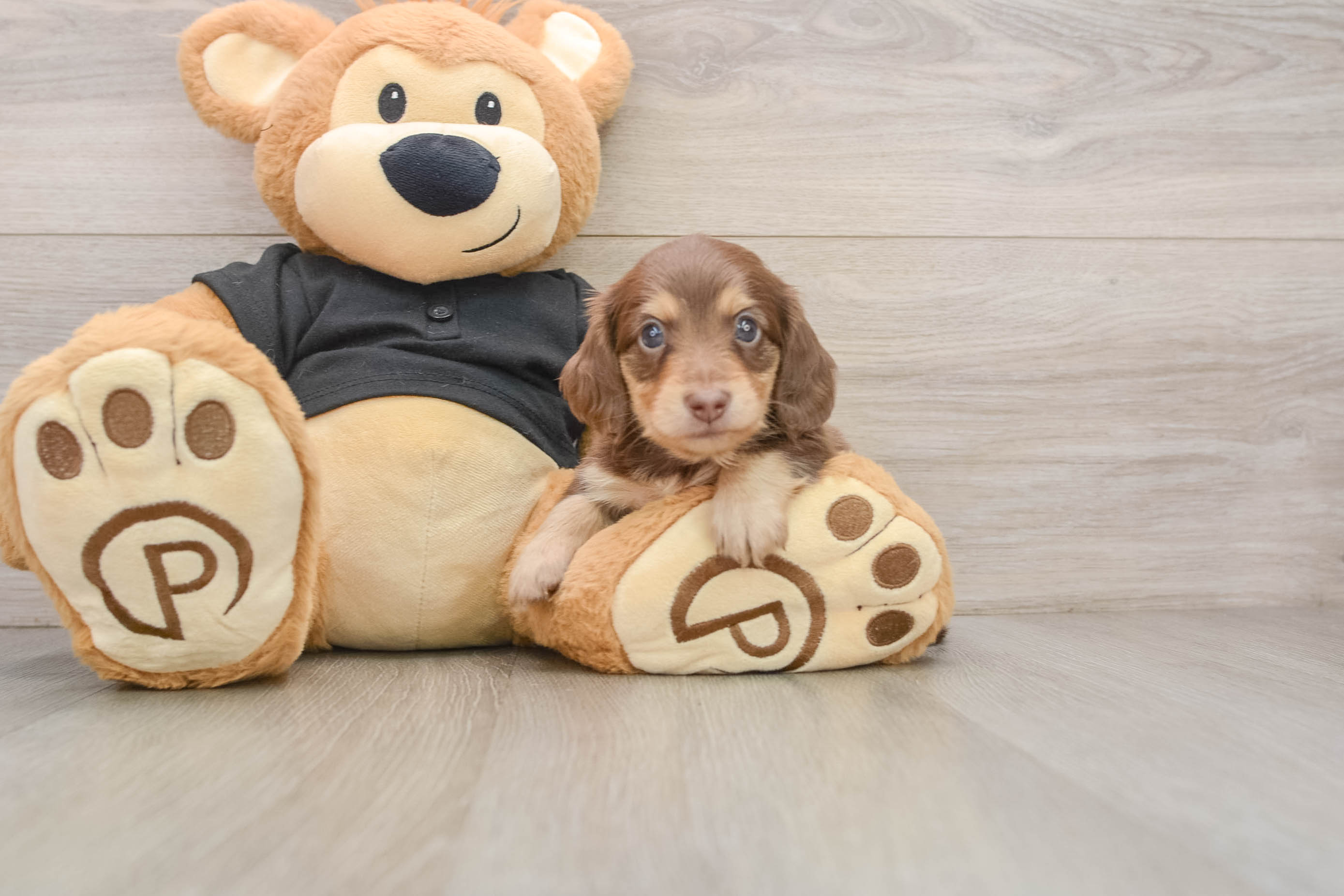 Best Dachshund Baby