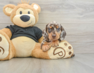 5 week old Dachshund Puppy For Sale - Seaside Pups