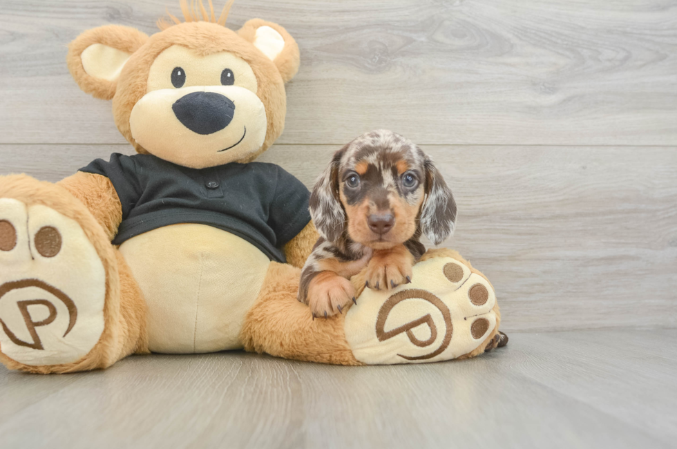 6 week old Dachshund Puppy For Sale - Seaside Pups