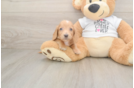Dachshund Pup Being Cute