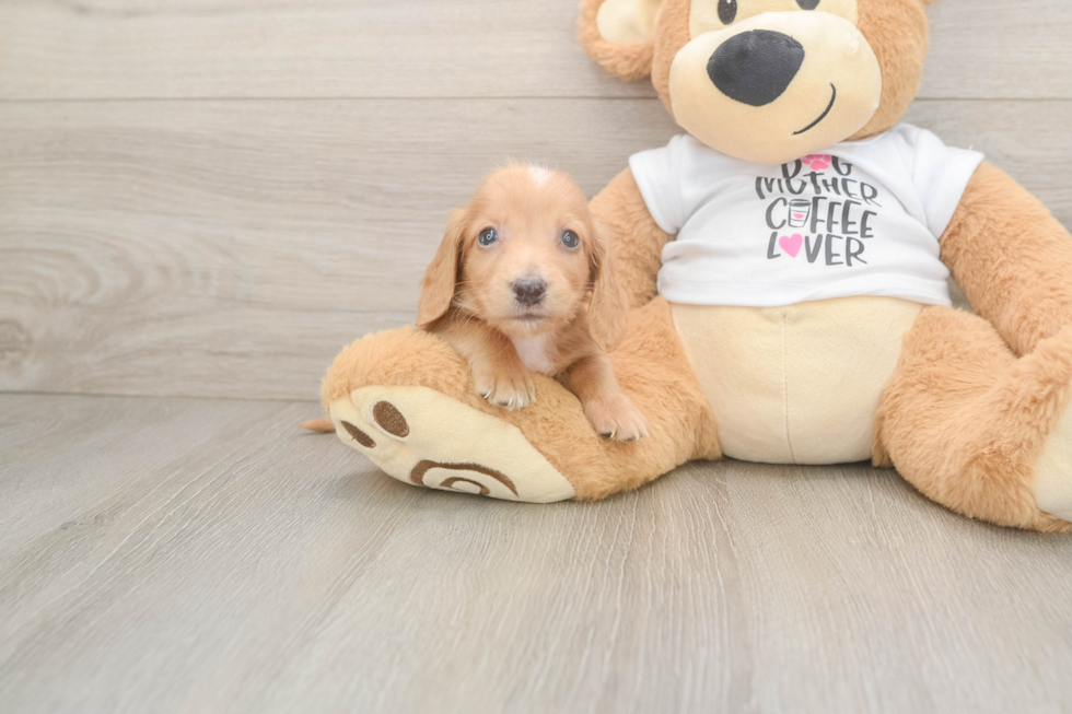 Dachshund Pup Being Cute