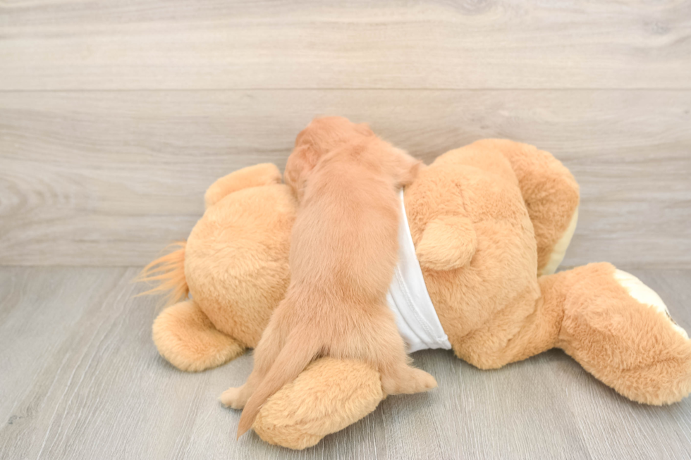 Cute Dachshund Baby