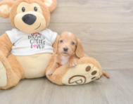5 week old Dachshund Puppy For Sale - Seaside Pups