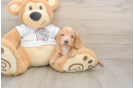 Dachshund Puppy for Adoption