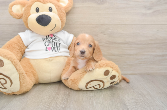 Dachshund Puppy for Adoption