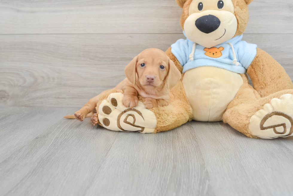 Cute Dachshund Purebred Puppy
