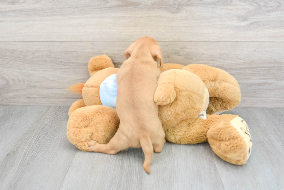 Cute Dachshund Purebred Pup