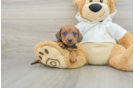 Cute Doxie Purebred Puppy