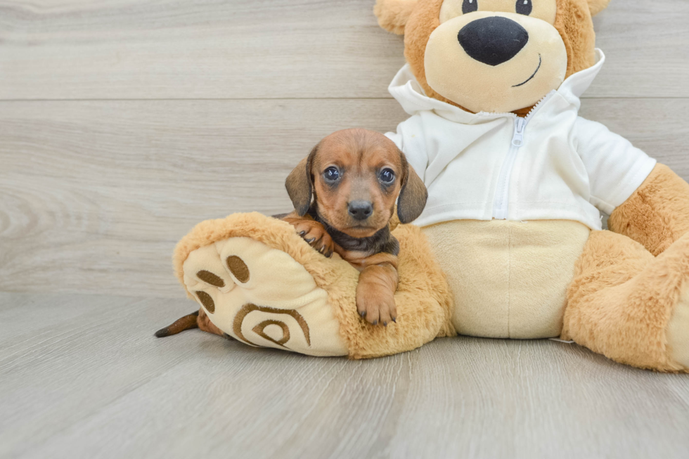 Cute Doxie Purebred Puppy