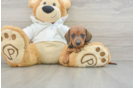 Dachshund Puppy for Adoption