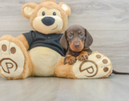 5 week old Dachshund Puppy For Sale - Seaside Pups