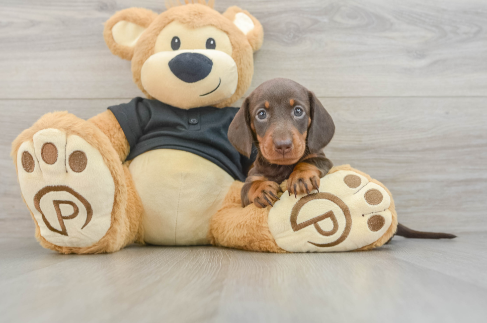 5 week old Dachshund Puppy For Sale - Seaside Pups