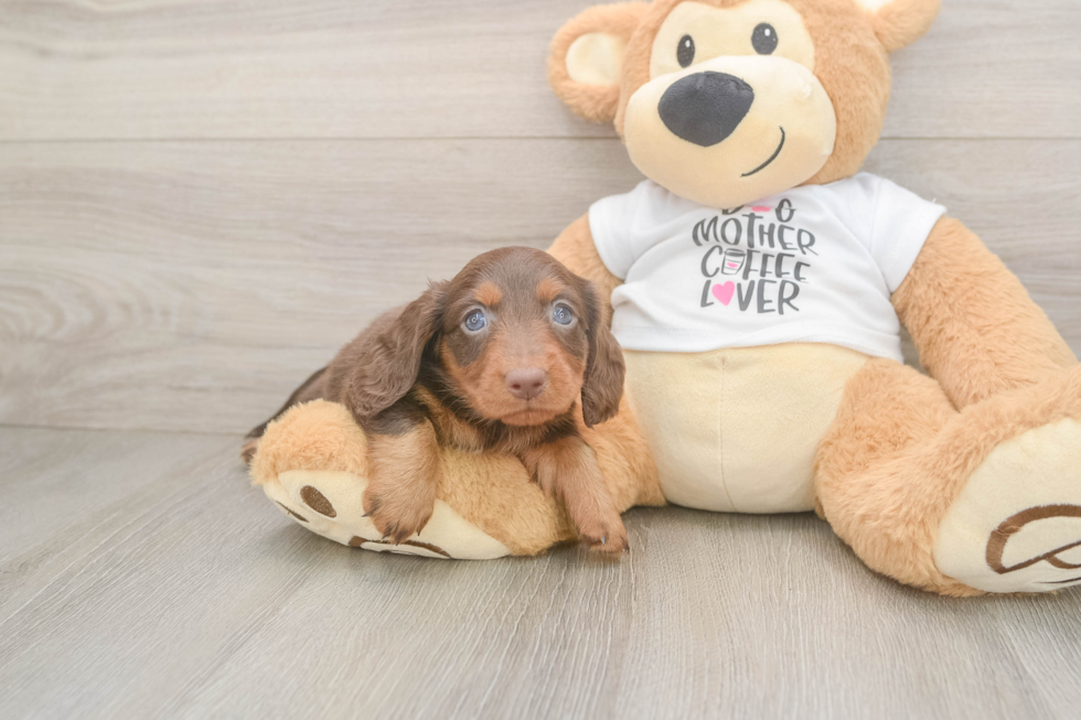 Dachshund Pup Being Cute