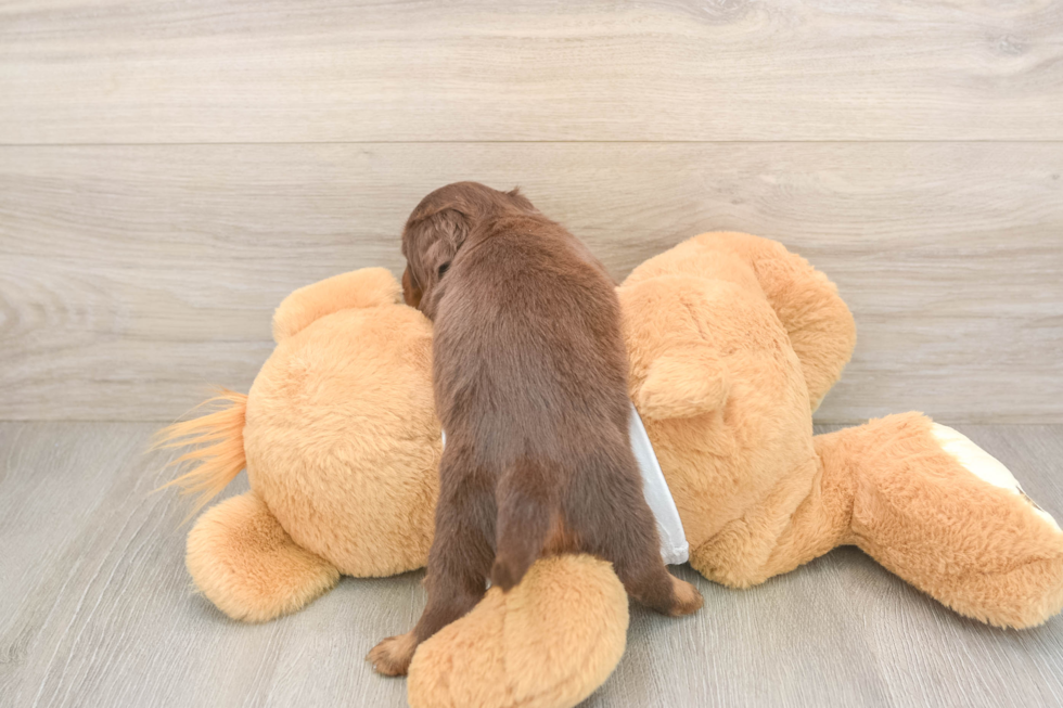 Dachshund Puppy for Adoption