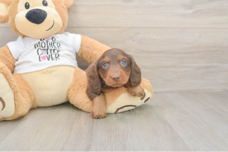 Cute Dachshund Purebred Pup