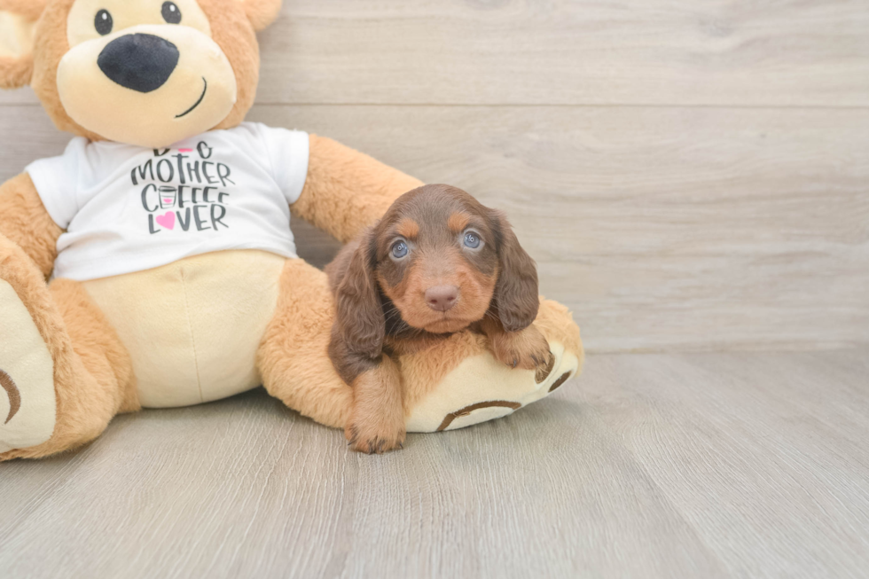 Cute Dachshund Purebred Pup