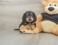 5 week old Dachshund Puppy For Sale - Seaside Pups