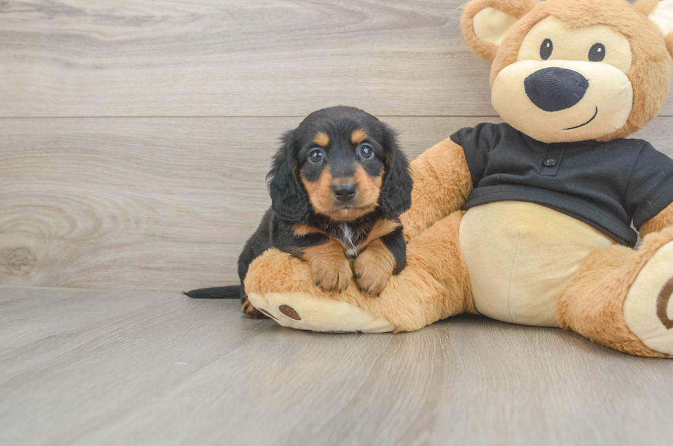 6 week old Dachshund Puppy For Sale - Seaside Pups