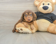 5 week old Dachshund Puppy For Sale - Seaside Pups