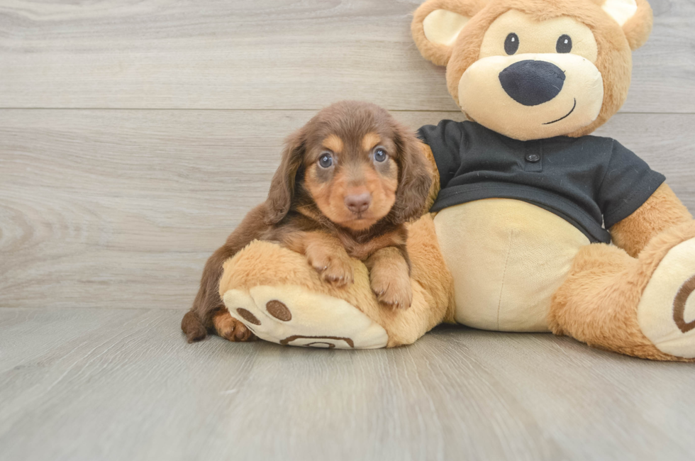 6 week old Dachshund Puppy For Sale - Seaside Pups