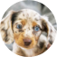 Dachshund Puppy For Sale - Seaside Pups Dachshund Puppy For Sale - Seaside Pups