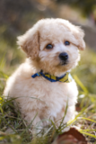 Cute Maltepoo Poodle Mix Pup