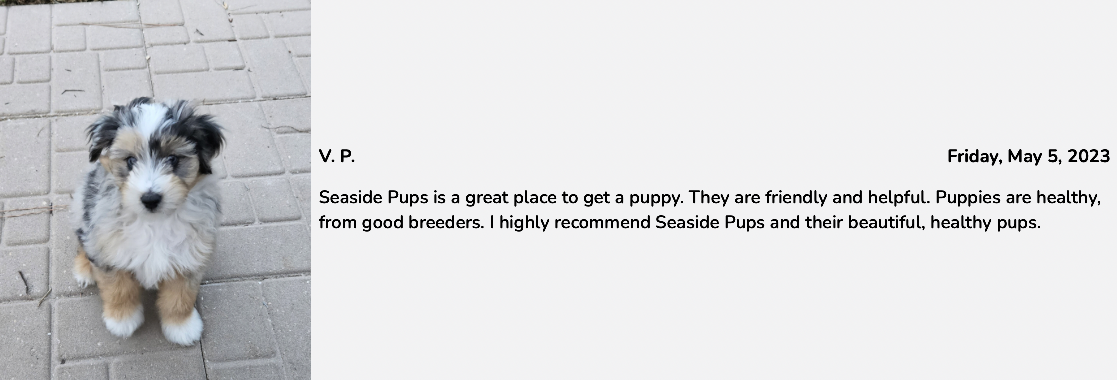 seaside pups review from customer. review 2 from family who bought a puppy from seaside pups