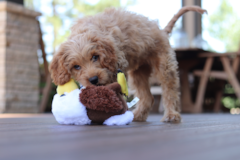 Cute Cavapoo Pup