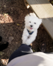 Cute Maltese Purebred Pup