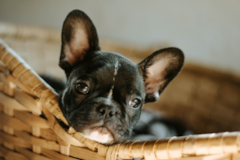 French Bulldog Being Cute