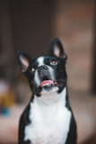 Cute Boston Terrier Purebred Pup