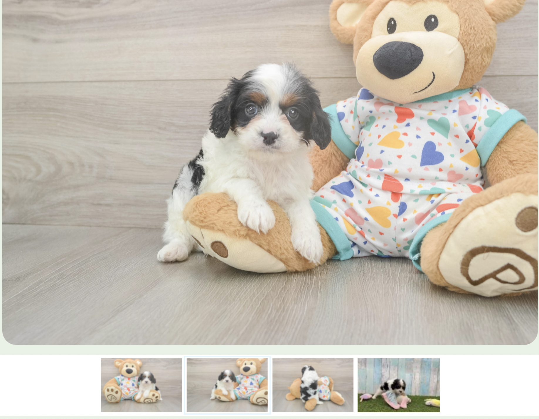 seaside pups puppy profile with pictures and a video