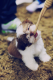 Cute Shichon Designer Pup