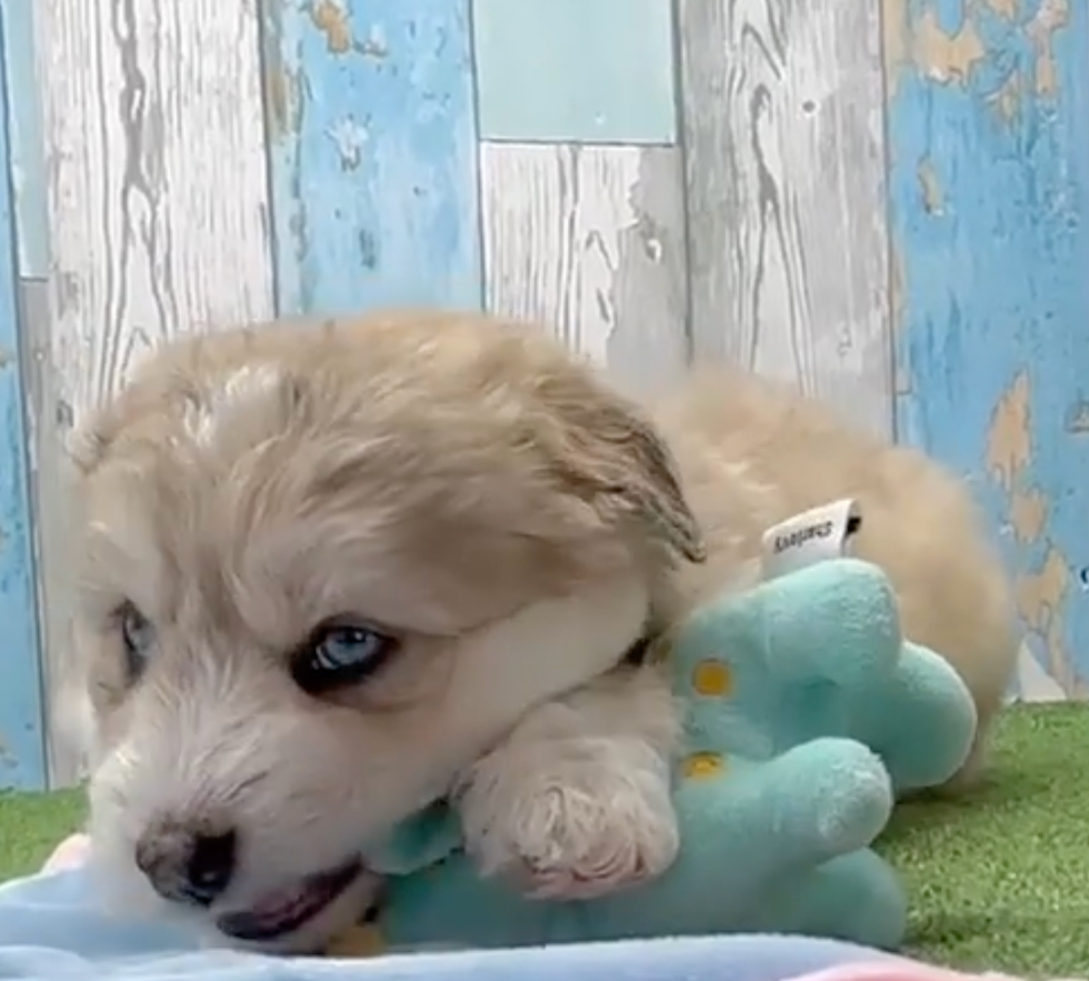 Cute Huskypoo Poodle Mix Pup