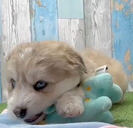 Husky Poodle Puppies For Sale - Seaside Pups